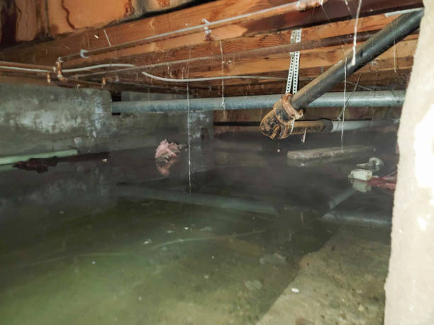 Best Carpet water damage restoration  in Thoreau, NM