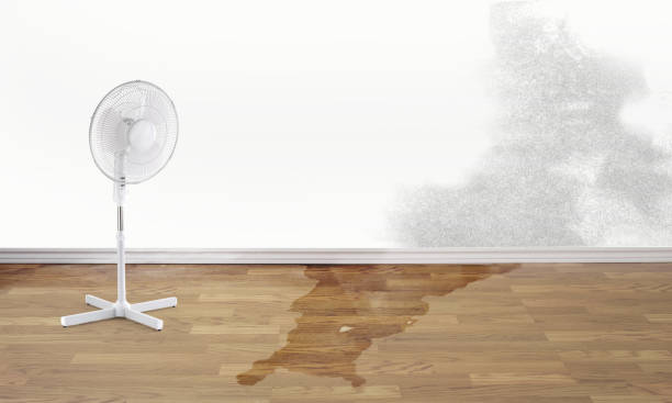 Best Water damage restoration near me  in Thoreau, NM