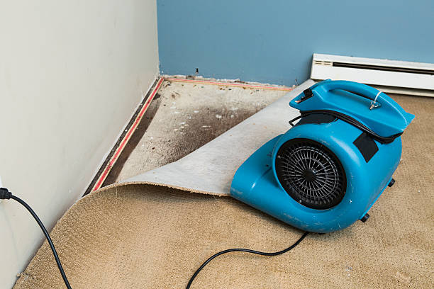 Best Water damage repair service  in Thoreau, NM